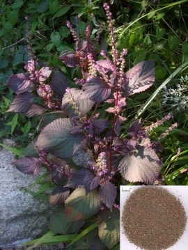 Shiso red - Img 6