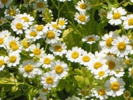 Spilcuta-Tanacetum parthenium - Img 3