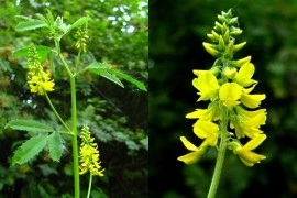 Sulfina-Melilotus officinalis - Img 6