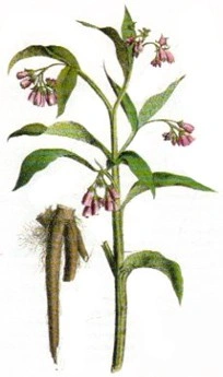 Tataneasa-Symphytum officinale - Img 6