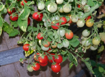 Tomate cherry Gartenperle - Img 5