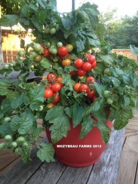 Tomate cherry Tiny Tim
