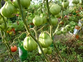Tomate Coeur d'Albenga - Img 7
