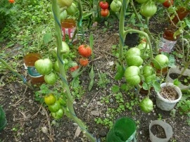 Tomate Green Zebra - Img 3