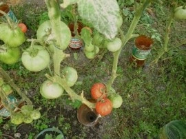 Tomate soi Romanesc Ghittia - Img 2