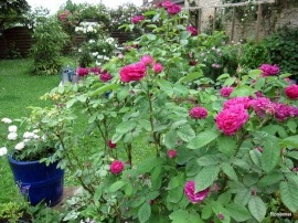 Trandafir de dulceata Rose de Rescht - Img 6