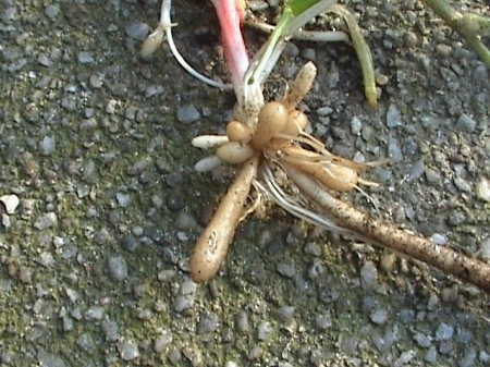 Untisor-Ficaria Verna - Img 4