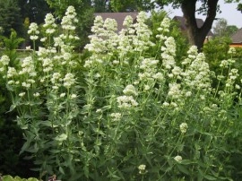 Valeriana alba-Centranthus ruber - Img 2