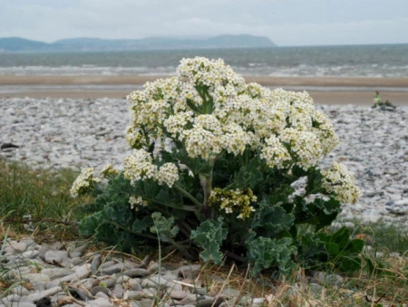 Varza de mare-Crambe maritima - Img 6