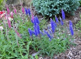 Veronica Spicata blue - Img 3