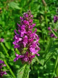 Vindecea-Stachys officinalis - Img 6