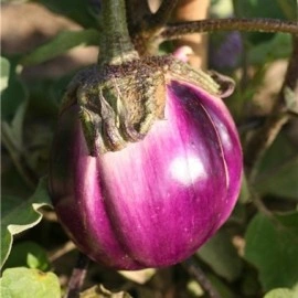Vinete Violetta di Firenze - Img 2