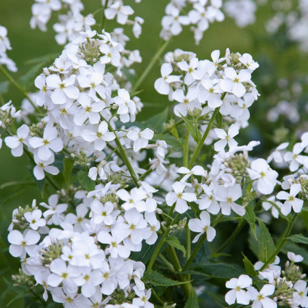 Violeta de noapte-Hesperis Matronalis Alba