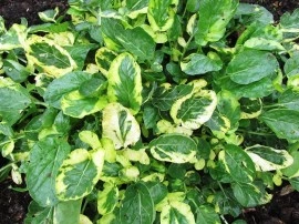 Winter Cress-Barbarea Vulgaris Variegata - Img 3