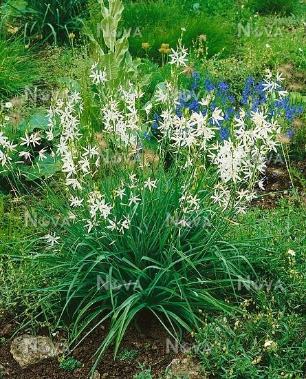 Zambila Indiana-Camassia Caerulea Alba - Img 4