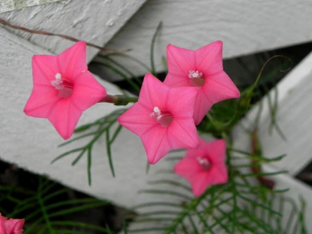 Zorele-Ipomoea Cardianal Climber Pink - Img 2