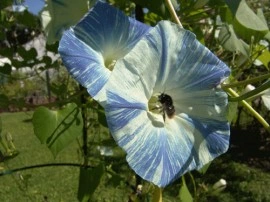 Zorele-Ipomoea tricolor Flying Saucers - Img 3