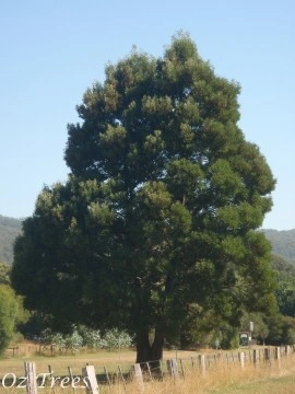 Acacia melanoxylon - Img 4