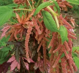 Amaranthus caudatus Coral Fountain - Img 5