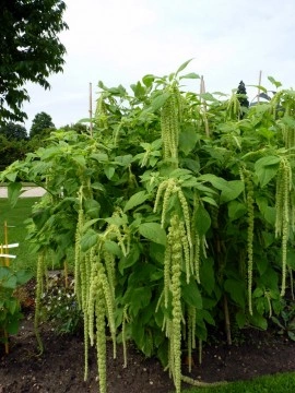 Amaranthus caudatus Green Cascade - Img 4