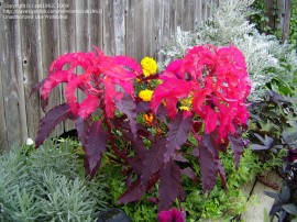 Amaranthus tricolor Early Splendor