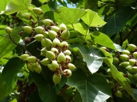 Arborele Printesei-Paulownia tomentosa - Img 4