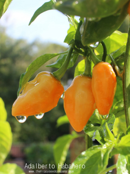 Ardei iute Habanero Adalberto