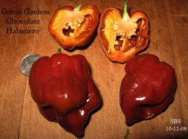Ardei iute Habanero Chocolate - Img 4