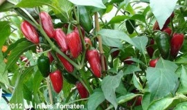 Ardei iute Tam jalapeno - Img 2