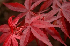 Artar japonez-Acer palmatum atropurpurea - Img 3