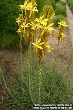 Asphodeline lutea - Img 7