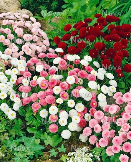 Banutei-Bellis Perennis Pomponette mix - Img 3