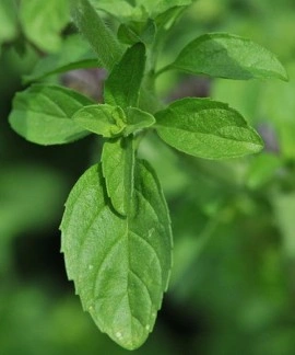 Busuiocul cerbilor-Mentha pulegium - Img 4