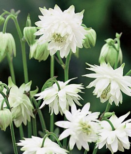 Caldarusa-Aquilegia vulgaris Lime Sorbet