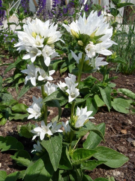 Campanula Glomerata Alba - Img 2