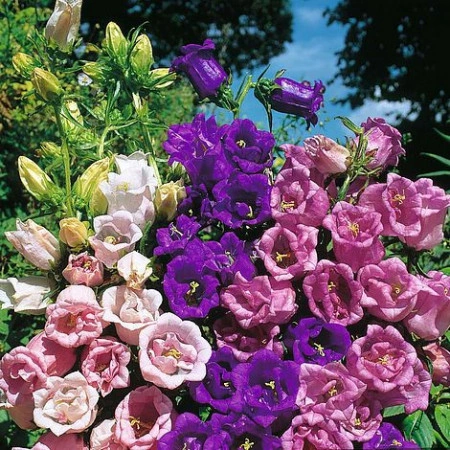 Campanula Medium Canterbury Bells double mix - Img 2
