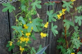 Canary creeper-Tropaeolum peregrinum - Img 4