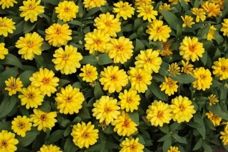 Carciumareasa Profusion double Yellow - Img 3