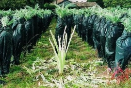 Cardon Gigante di Romagna - Img 4