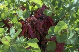 Cercis siliquastrum-Arborele Iudei - Img 3