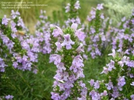 Cimbru de iarna-Satureja Montana ssp illyrica - Img 2