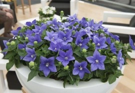 Clopotel chinezesc-Platycodon grandiflora Astra Blue - Img 2