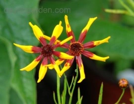 Coreopsis tinctoria Mardi Gras - Img 4
