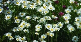 Crizantema sălbatică-Tanacetum cinerariifolium - Img 2