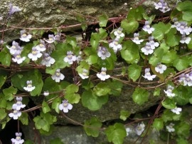 Cymbalaria Muralis-Kenilworth Iedera - Img 2