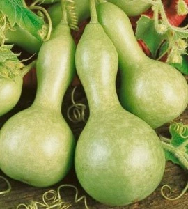 Dovleac decorativ Bottle Gourd - Img 2
