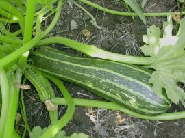 Dovlecel zucchini Cocozelle - Img 3