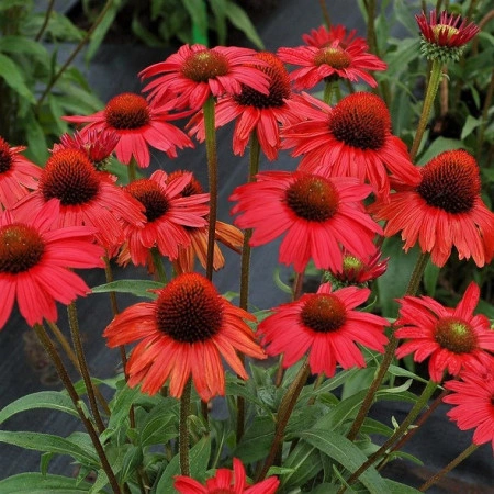 Echinacea Lakota red - Img 3