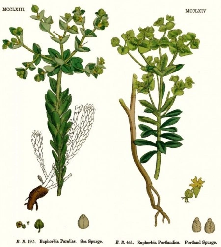 Euphorbia Lathyris-Planta Anticartita - Img 5