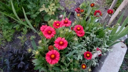 Gaillardia Aristata Burgunder - Img 2